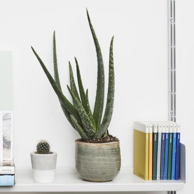 Aloe Vera plant