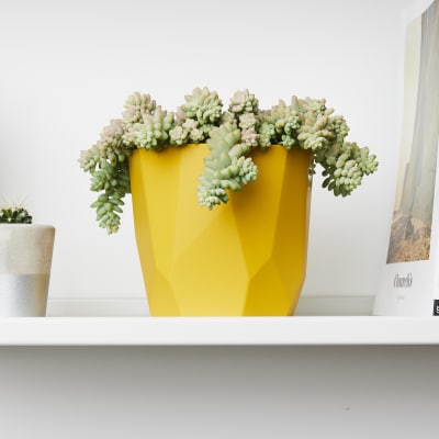 Sedum Burrito