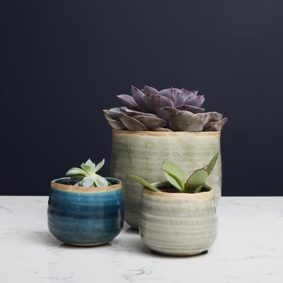 Large succulent plant in plant pot