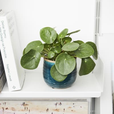 Chinese Money Plant
