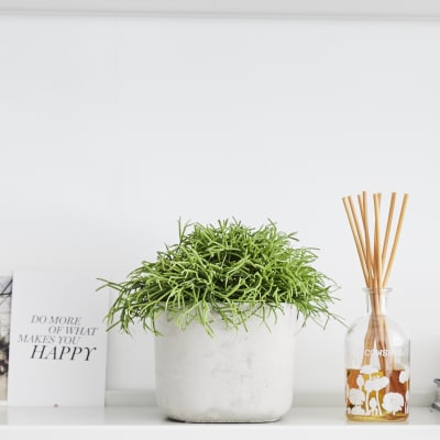 Rhipsalis