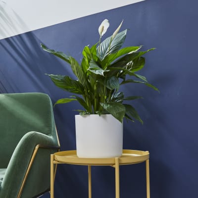 www.patchplants.com