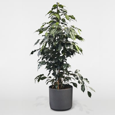 Weeping Fig Ben Small