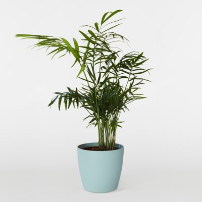 Plantes Sans Danger Pour Les Enfants Et Les Animaux Patch Plantes Sans Danger Pour Les Enfants Et Les Animaux Patch