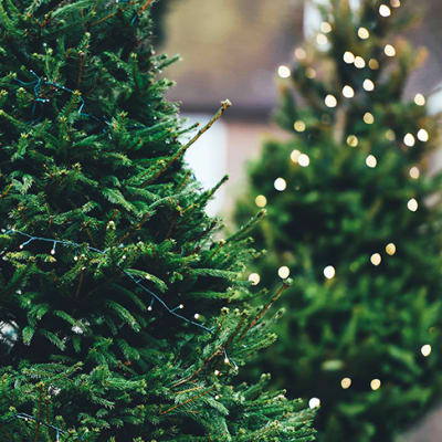 Christmas tree lights