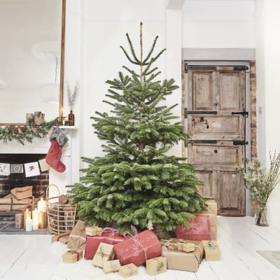 7-8ft Nordmann Fir Christmas Tree