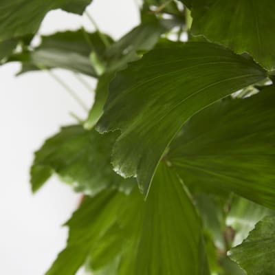 Caryota Mitis 140-150cm detail