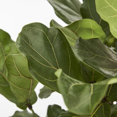 Ficus Lyrata Tree detail