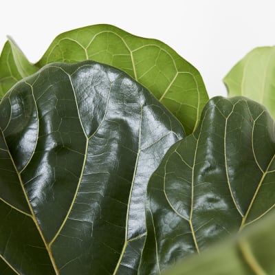 Ficus Lyrata detail