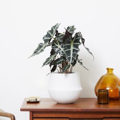 Wave ceramic pot