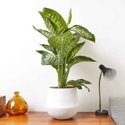 white wave plant pot