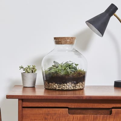 Terrarium