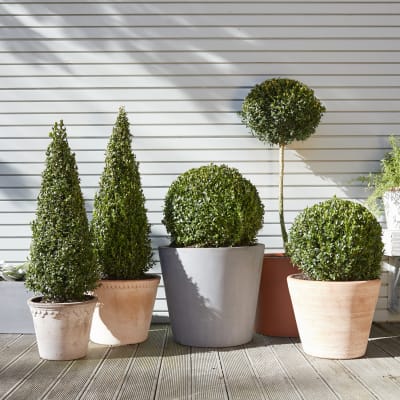 Buxus
