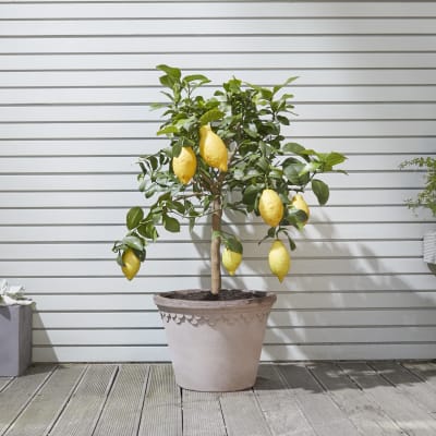 Lemon tree