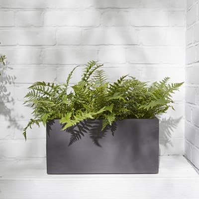 dryopteris fern