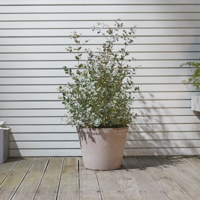 eucalyptus gunii