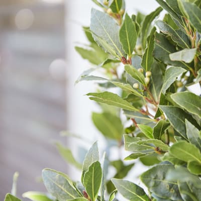 bay tree detail