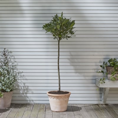 bay tree