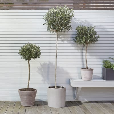 Olive tree