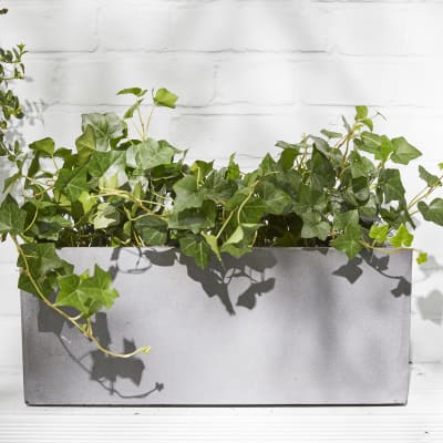 hedera helix