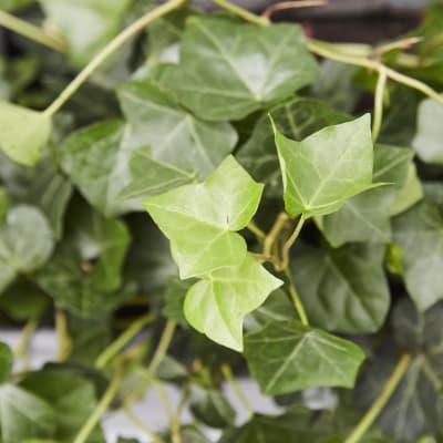 English Ivy — Plants | Patch