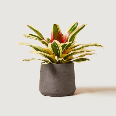 NEOREGELIA-VANDURME-12