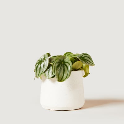 PEPEROMIA-WATERMELON-12