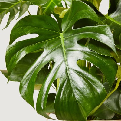 Monstera group detail