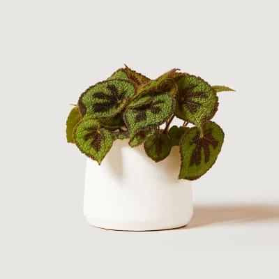 BEGONIA-MASONIANAS-12