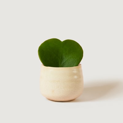 HOYA-HEARTS-5-5