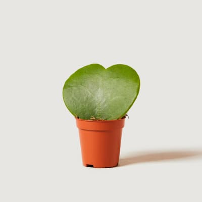 HOYA-HEARTS-5-5