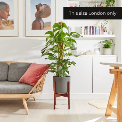 Monstera moss pole