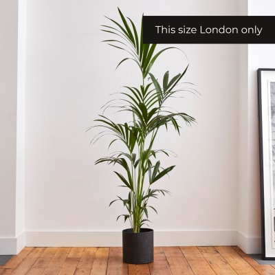 Kentia Palm