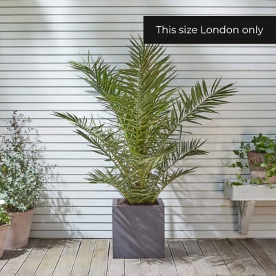 Canary Island date palm
