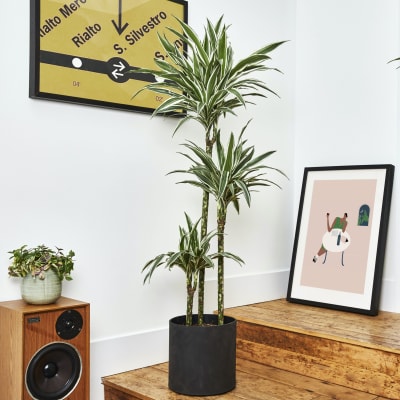 Dracaena Fragrans White Stripe 150-160cm
