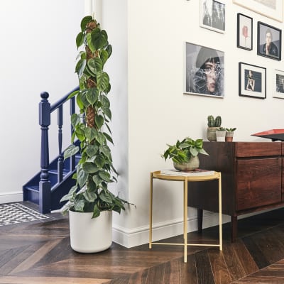 Philodendron Scandens 150-160cm