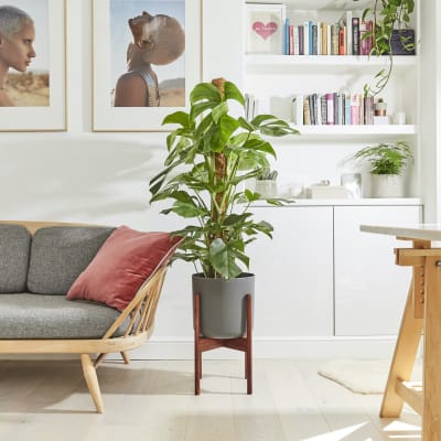 Monstera moss pole