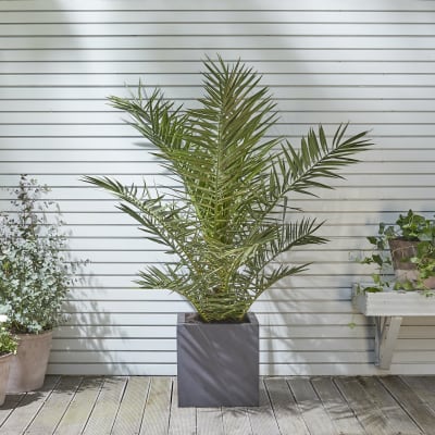Canary Island date palm