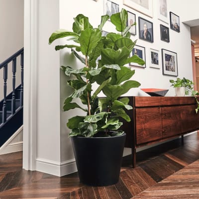 Indoor plant and houseplant delivery | Buy online | Plant pots and