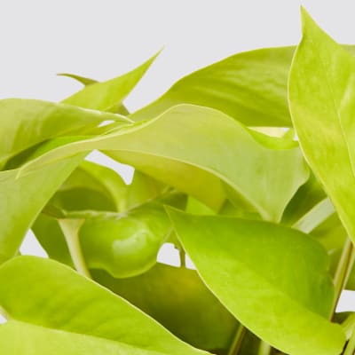 pascal in situ detail