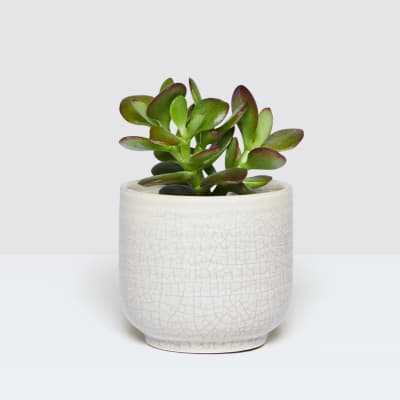 SUCCULENT12