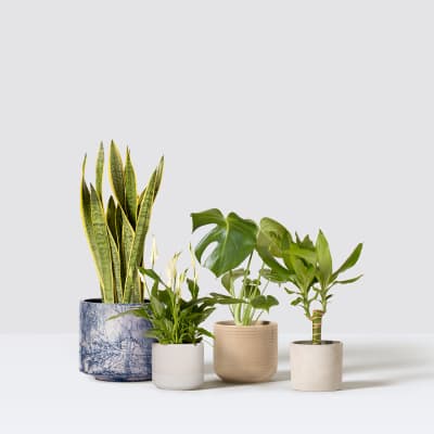easy care in situ detail