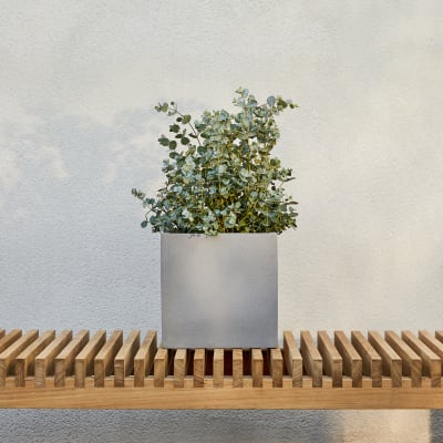 Eucalyptus 20-30cm