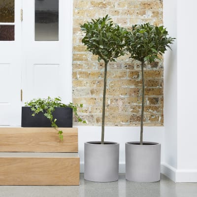 Classic in situ