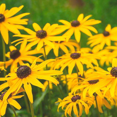 Rudbeckia detail