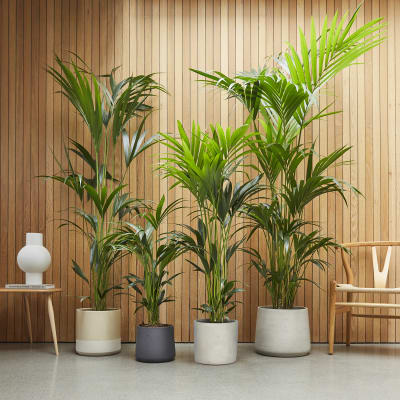 10 Best Indoor Plants Patch