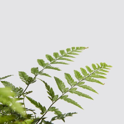 dryopteris fern detail