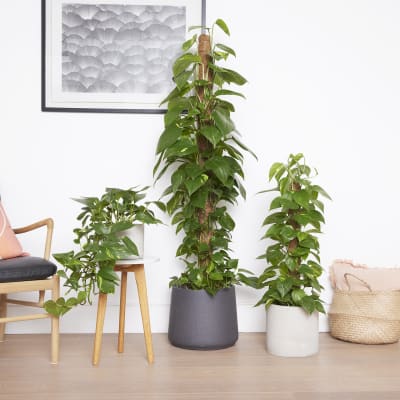 10 Best Indoor Plants | The Top Indoor Plants | Patch