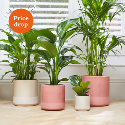 pink dipped pot