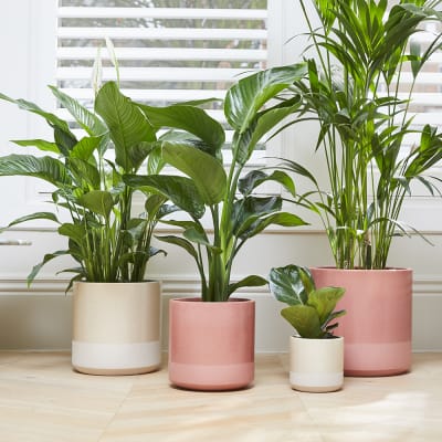 Indoor plant pot 30cm -  France